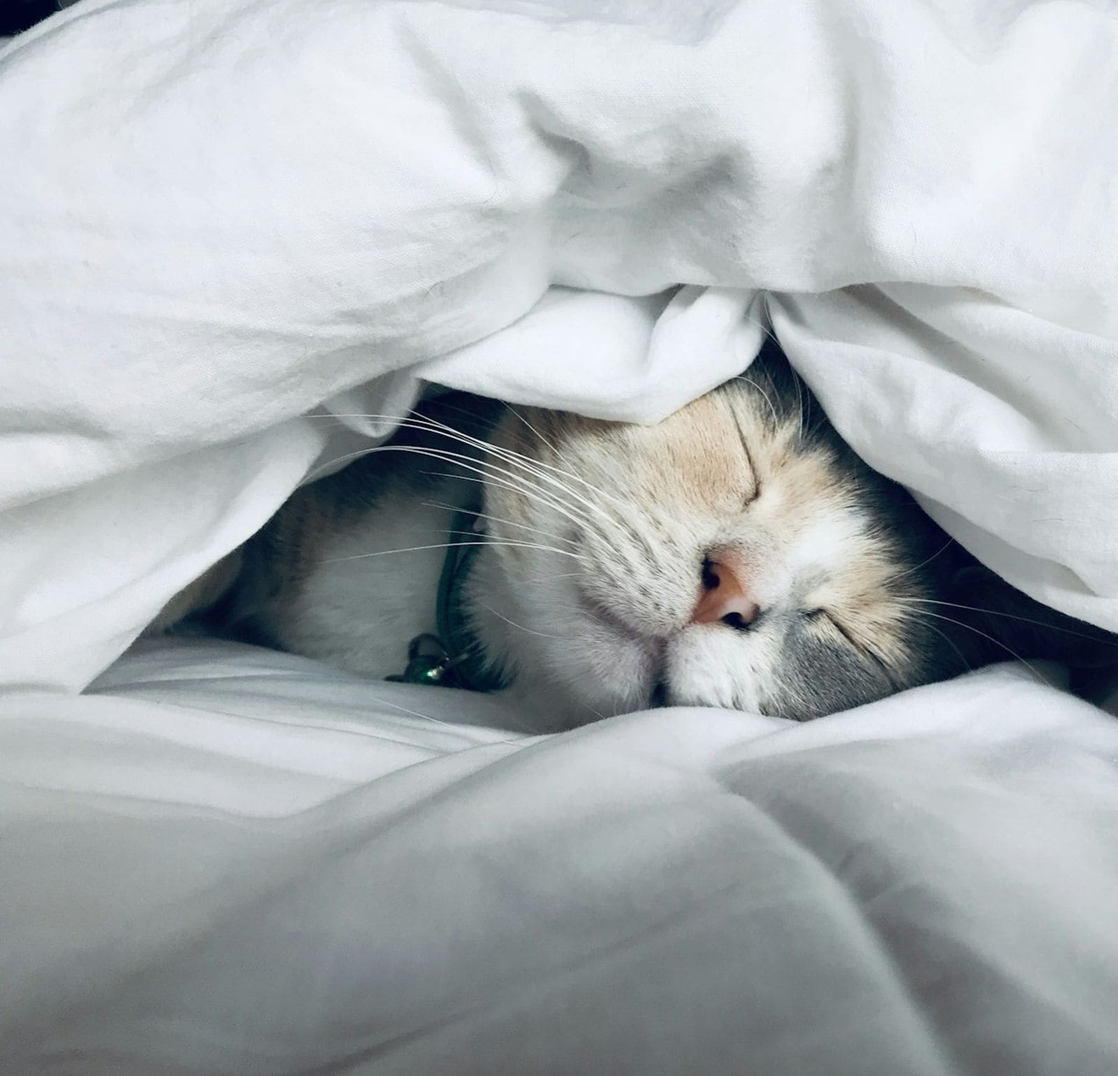 Katt som sover under dyna